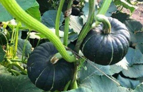 吃瓜网红比大小,谁才是真正的“瓜王”？  第1张